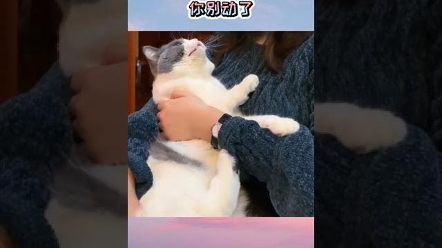 果然在家待久了,猫咪也被撸的不耐烦了,因此提出强烈抗议!#萌宠 #撸猫 #我的平淡假期 果然在家待久了,猫咪也被撸的不耐烦了,因此提出强烈抗议!#萌宠 #撸猫 #我的平淡假期