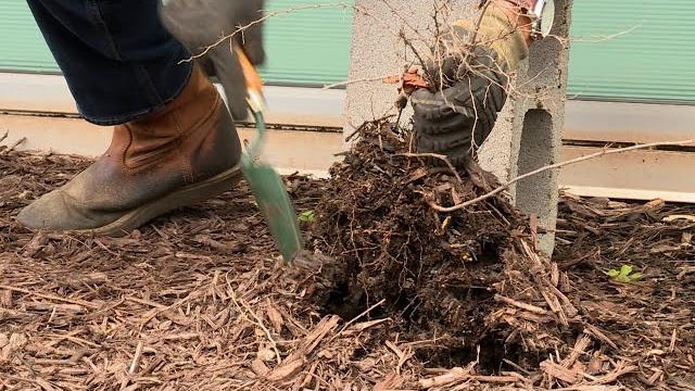 What to do with dead plants – garden notes What to do with dead plants – garden notes