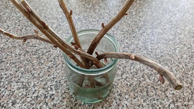 Размножение черной смородины черенками весной Размножение черной смородины черенками весной