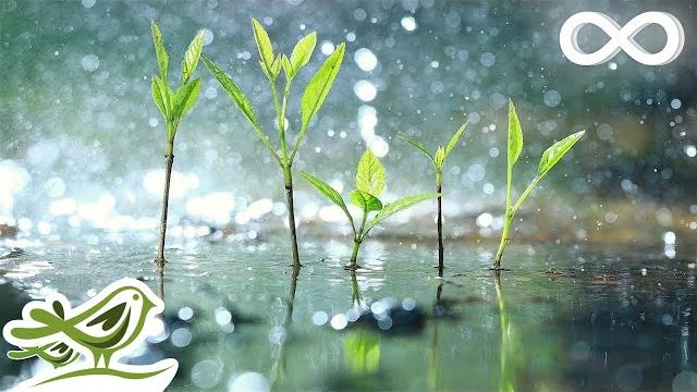 Raindrops • relaxing piano music with tropical rain sounds for sleep, work or meditation Raindrops • relaxing piano music with tropical rain sounds for sleep, work or meditation