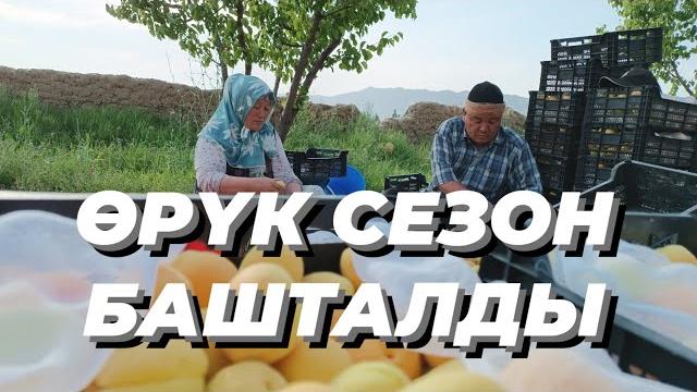 Өрүк сезону башталды | баткен кара-бак айылы Өрүк сезону башталды | баткен кара-бак айылы