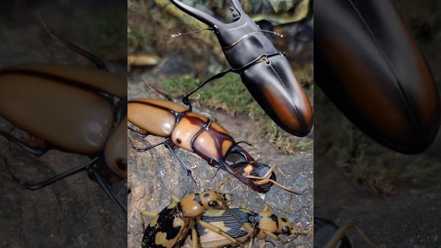 Bombardier beetle & stag beetle #beetle Bombardier beetle & stag beetle #beetle