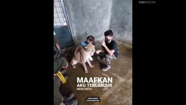 Tiara andini & alshad ahmad️ di balik pemotretan bersama cheetah mama papa selen gumush part 2 Tiara andini & alshad ahmad️ di balik pemotretan bersama cheetah mama papa selen gumush part 2