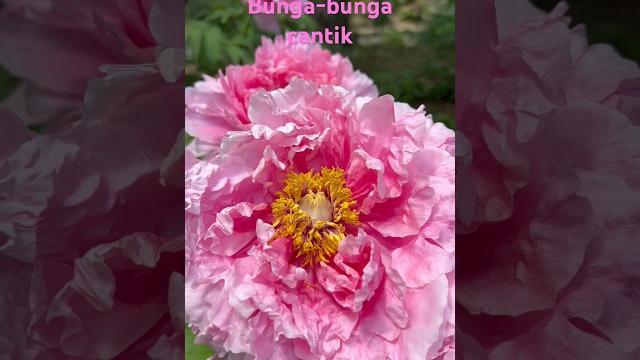 Bunga cantik di musim semi jepang Bunga cantik di musim semi jepang