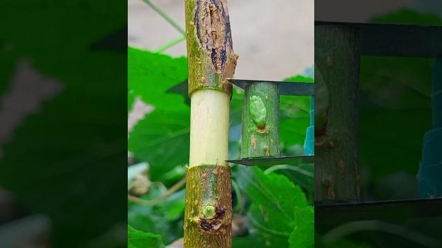 Best ring grafting techniques for fruit plants #satisfying #grafting #craft #shortvideo Best ring grafting techniques for fruit plants #satisfying #grafting #craft #shortvideo
