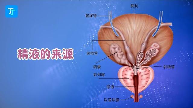 一张图:讲清精液的5个来源 #精液#精子#前列腺液#尿道球腺液 一张图:讲清精液的5个来源 #精液#精子#前列腺液#尿道球腺液