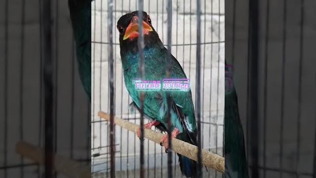 Masteran jernih tengkek buto Masteran jernih tengkek buto
