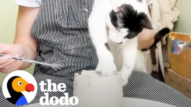 This cat's pottery is sold out | the dodo This cat's pottery is sold out | the dodo