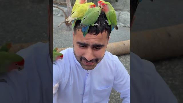 Love birds bushanab #abduuu_21 #abduvlog Love birds bushanab #abduuu_21 #abduvlog