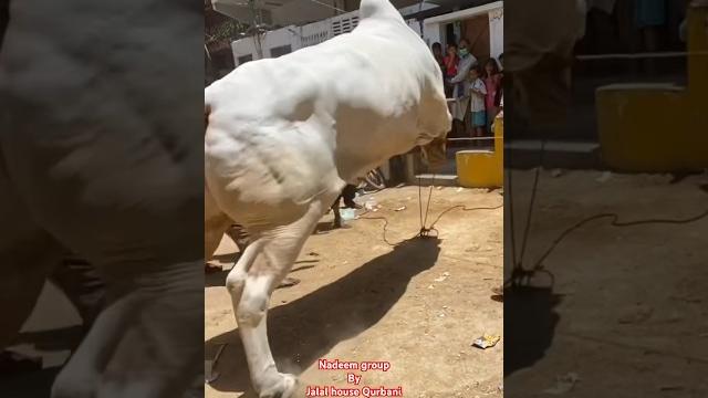 Nadeem group qurbani 2024 sibbi bull #cow #jdccow #jdc #vlogs #pakistan #qurbanicollection #viral Nadeem group qurbani 2024 sibbi bull #cow #jdccow #jdc #vlogs #pakistan #qurbanicollection #viral