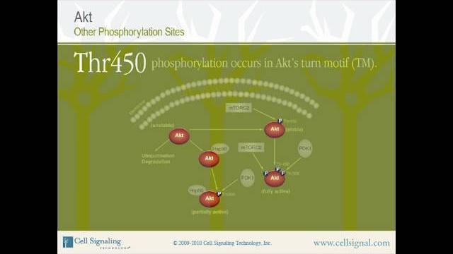 The study of akt - section 1 of 3.mp4 The study of akt - section 1 of 3.mp4