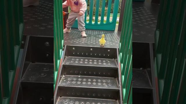 Little girl teaches duckling how to use a slide Little girl teaches duckling how to use a slide
