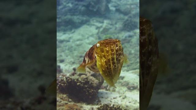 Sepia, sipa, cuttlefish Sepia, sipa, cuttlefish