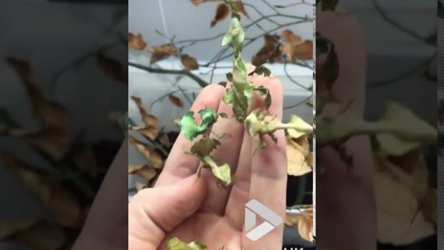 Viral video uk: ghost mantis or leaf? Viral video uk: ghost mantis or leaf?