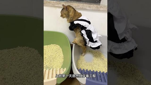 客官们喜欢我们猫咖的女仆穿搭吗? #穿搭赛道也是被萌主闯进来了 #宠宠超能力 #抖in萌宠计划 客官们喜欢我们猫咖的女仆穿搭吗? #穿搭赛道也是被萌主闯进来了 #宠宠超能力 #抖in萌宠计划