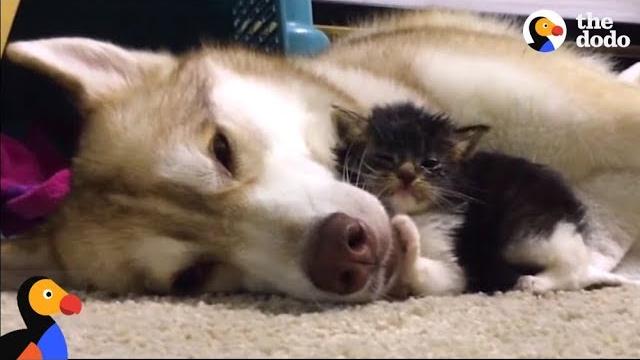 Husky dog adopts stray cat saving her life | the dodo: comeback kids Husky dog adopts stray cat saving her life | the dodo: comeback kids