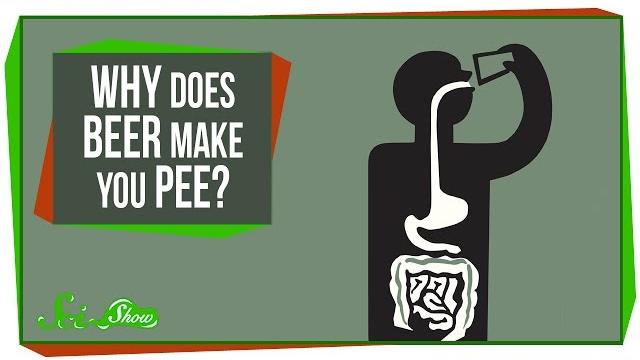 Why does beer make you pee? Why does beer make you pee?