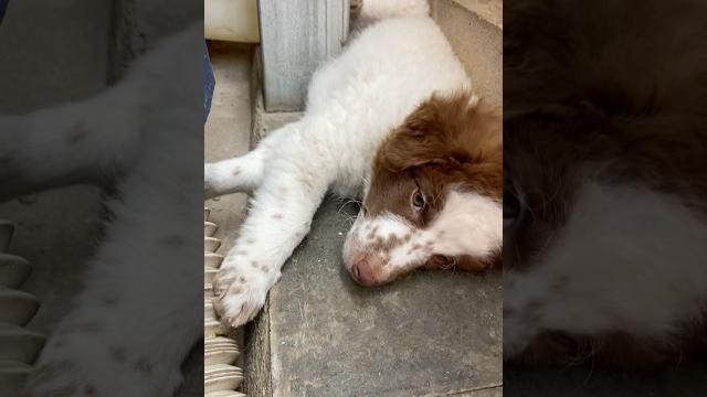 Sleepy puppy #babypuppy #cutepuppies #puppylove #adorablepups #puppy cuteanimalsfurryfriends Sleepy puppy #babypuppy #cutepuppies #puppylove #adorablepups #puppy cuteanimalsfurryfriends