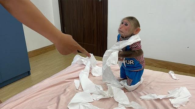 Monkey cubis gets punished for ruining toilet paper! Monkey cubis gets punished for ruining toilet paper!