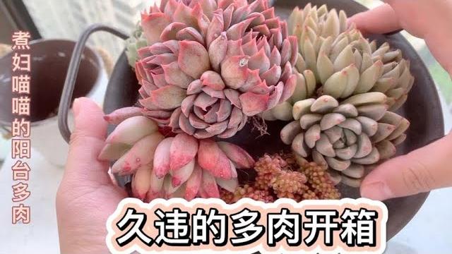 喵喵:冰玉叶插苗移盆后长大不少,再开一箱多肉,解锁好几个没有的品种|拇指多肉 喵喵:冰玉叶插苗移盆后长大不少,再开一箱多肉,解锁好几个没有的品种|拇指多肉