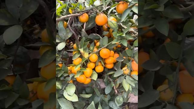 Miho satsuma Miho satsuma