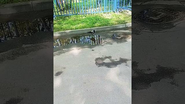Умная ворона Умная ворона