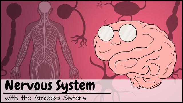 Nervous system Nervous system