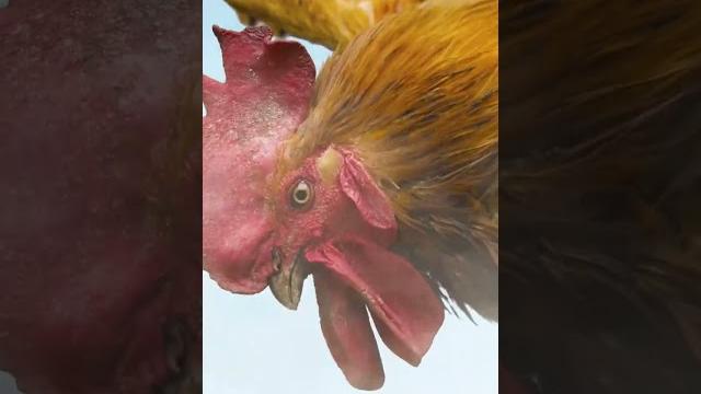 Kung fu hero vs angry cock Kung fu hero vs angry cock