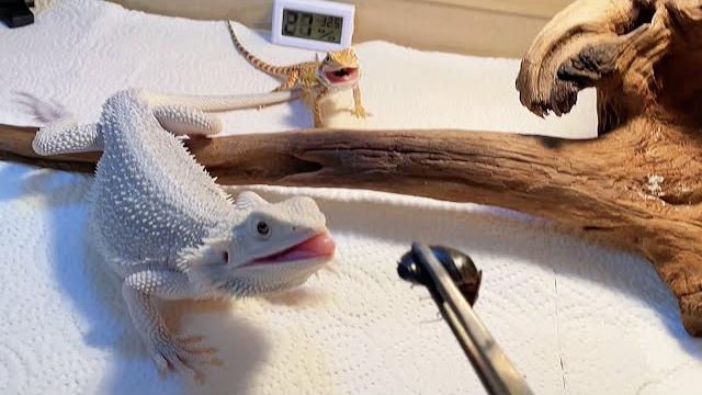 Daily feeding of maned lion lizard,little h was very grumpy today and almost bit me 喂鬃狮蜥的日常喂鬃狮蜥的日常 Daily feeding of maned lion lizard,little h was very grumpy today and almost bit me 喂鬃狮蜥的日常喂鬃狮蜥的日常