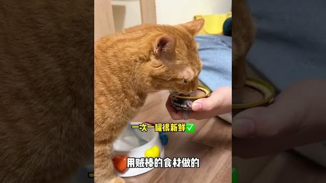 【貓咪叫不苦】愛你的人會想方設法為你解圍呀~小貓咪也是越被寵越可愛的 【貓咪叫不苦】愛你的人會想方設法為你解圍呀~小貓咪也是越被寵越可愛的