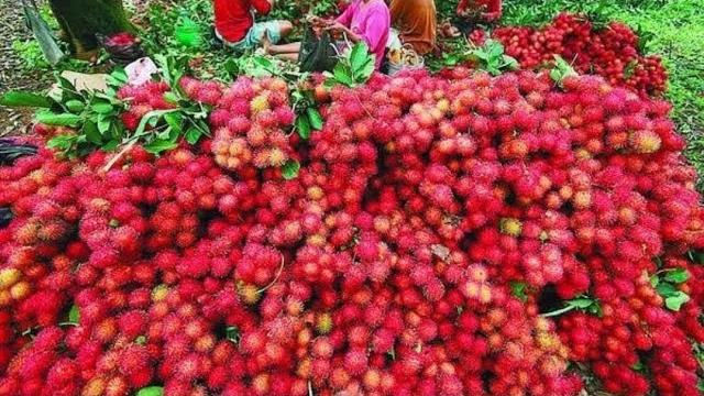 Rambutan harvesting in garden / sweet rambutan fruit harvesting / organic farming / home agriculture Rambutan harvesting in garden / sweet rambutan fruit harvesting / organic farming / home agriculture