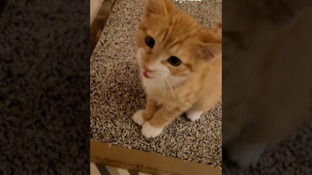 Cute baby kitten meow #shorts #cats Cute baby kitten meow #shorts #cats