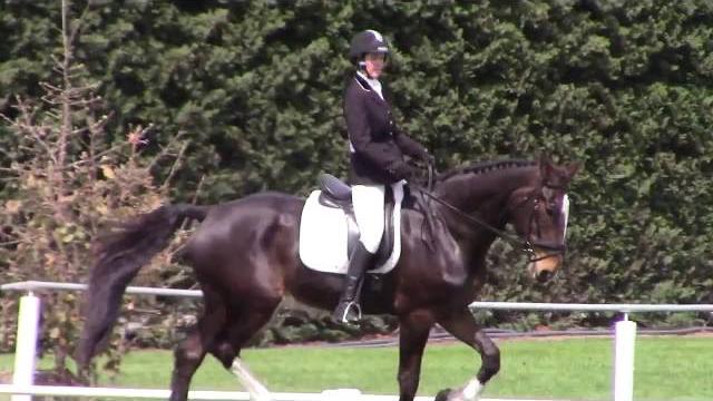 Nokomai major dressage 16/10/16 Nokomai major dressage 16/10/16