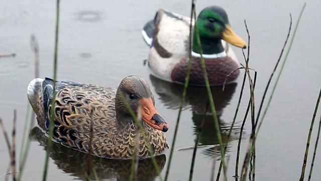 Чучела кряквы standard mallard higdon Чучела кряквы standard mallard higdon