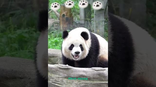 盛世美颜的每一次回眸大熊猫渝爱大熊猫国宝大熊猫渝可渝爱萌宠出道计划 盛世美颜的每一次回眸大熊猫渝爱大熊猫国宝大熊猫渝可渝爱萌宠出道计划