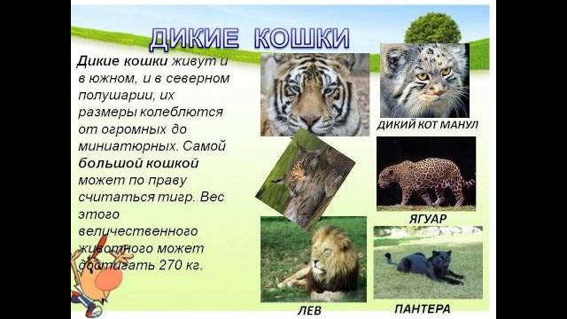 Дикие и домашние животные 1 класс Дикие и домашние животные 1 класс