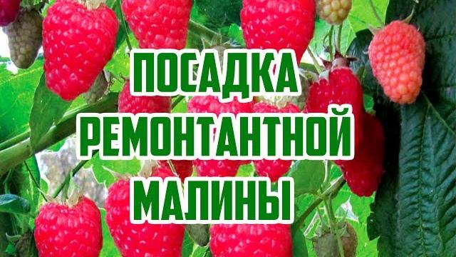 Тонкости выращивания ремонтантной малины Тонкости выращивания ремонтантной малины