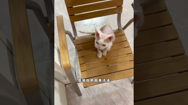 臭八条不仅自己捣乱,图图也被带坏了~#猫咪小院的日常 #猫咪小院 #小锋小志 臭八条不仅自己捣乱,图图也被带坏了~#猫咪小院的日常 #猫咪小院 #小锋小志
