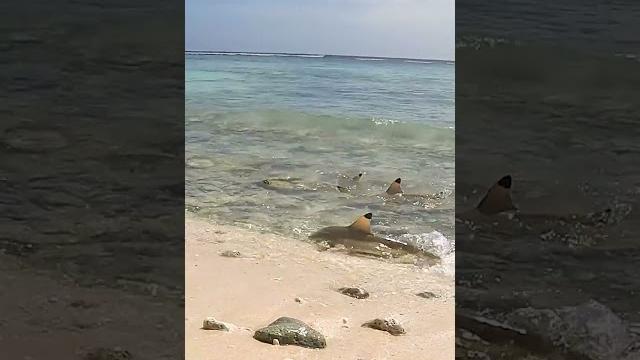 Island survival: hand catching shark Island survival: hand catching shark