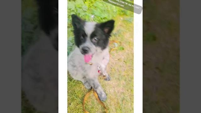 Dogs generally like affection, such as chest rubs and butt scratches. they also enjoy activities Dogs generally like affection, such as chest rubs and butt scratches. they also enjoy activities
