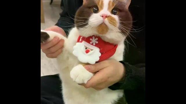 是谁还没有会跳舞的圣诞小猫~ #christmasbaby 是谁还没有会跳舞的圣诞小猫~ #christmasbaby