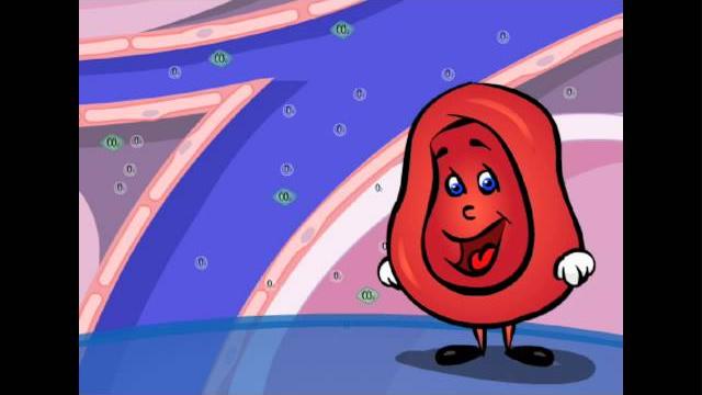 Exploring the heart - the circulatory system! | aboutkidshealth at the hospital for sick children Exploring the heart - the circulatory system! | aboutkidshealth at the hospital for sick children