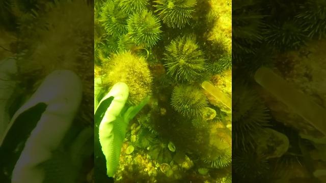 Морские ежи - их не то, что можно!? их - нужно есть! как готовить морского ежа - их едят сырыми Морские ежи - их не то, что можно!? их - нужно есть! как готовить морского ежа - их едят сырыми