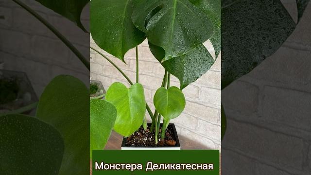 🪴 монстера деликатесная - стильное, интерьерное и неприхотливое растение! #монстера #делициоза 🪴 монстера деликатесная - стильное, интерьерное и неприхотливое растение! #монстера #делициоза
