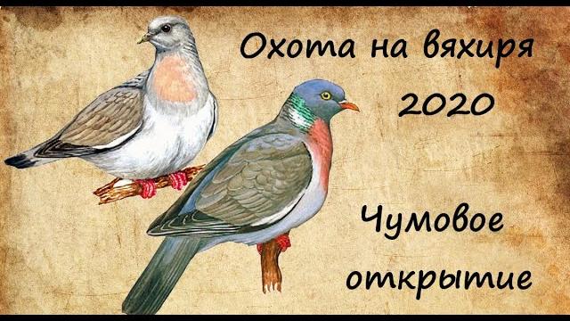 Охота на вяхиря 2020_чумовое открытие Охота на вяхиря 2020_чумовое открытие