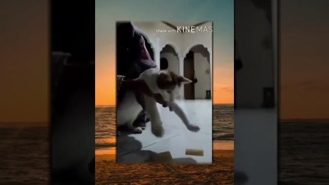Kucing terbang #ngakak #meme #videolucu Kucing terbang #ngakak #meme #videolucu