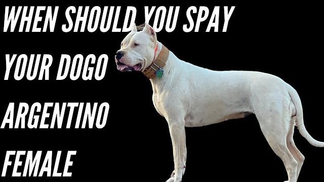 When should you spay your dogo argentino female When should you spay your dogo argentino female