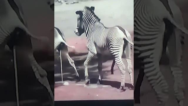 Horn zebra Horn zebra