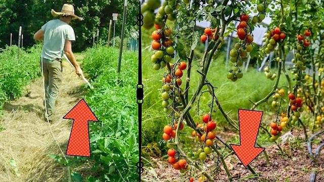 Tomato trellis options ranked Tomato trellis options ranked
