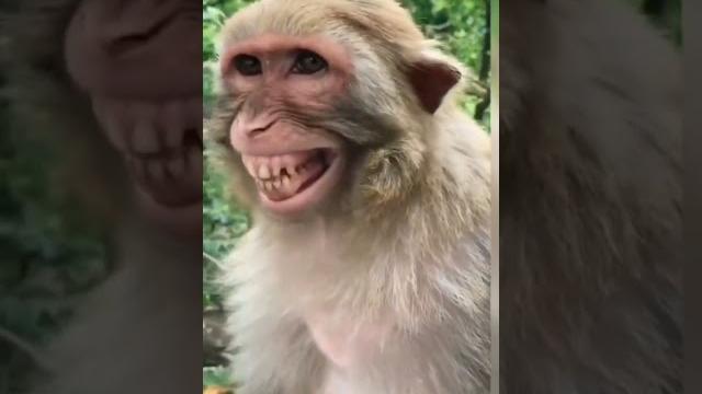 Melhor vídeo engraçado | de macaco | vídeo viral | tik tok curto tik tok viral video #shorts Melhor vídeo engraçado | de macaco | vídeo viral | tik tok curto tik tok viral video #shorts